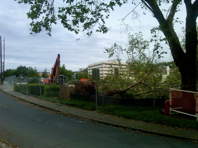 Seattle Tightens Regulations On Tree Service Providers - The Urbanist