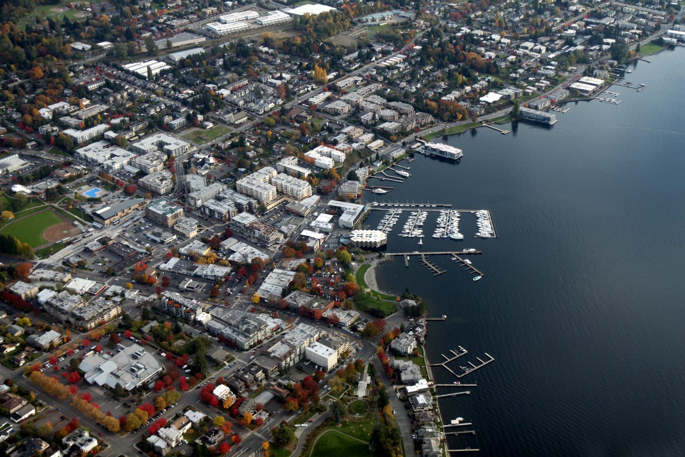 Master Builders’ Association Files Lawsuit Against New Kirkland Tree